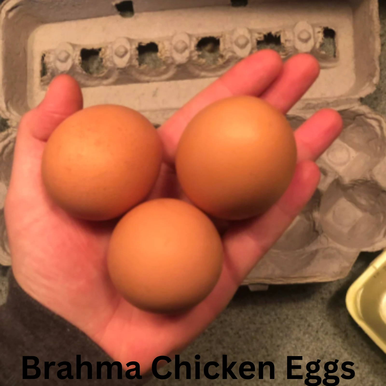 brahma eggs