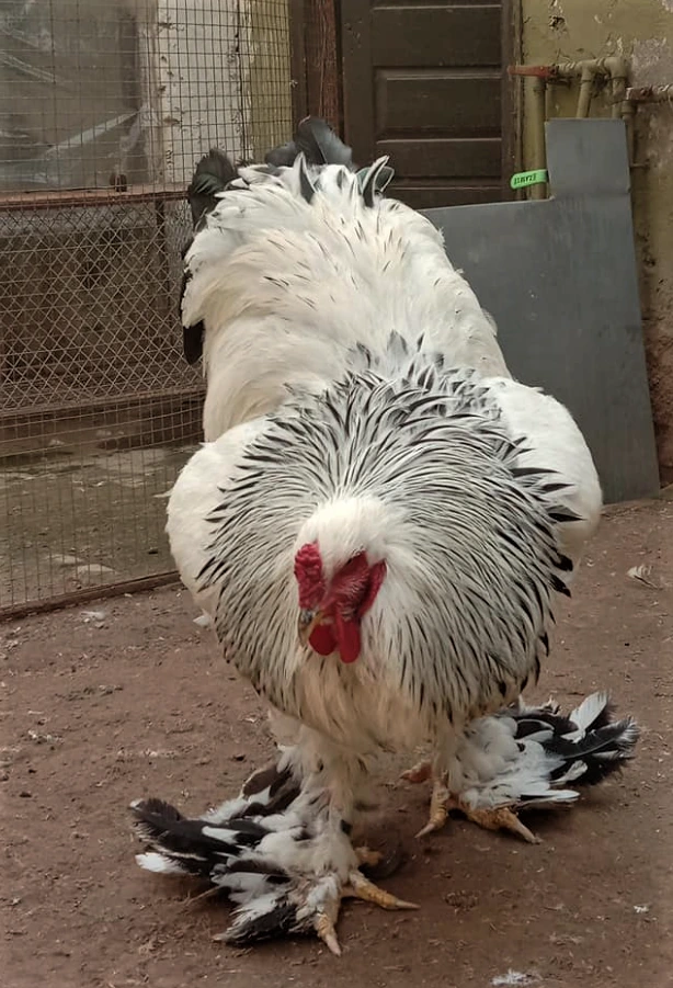 Light Brahma Chicken  Eggs, Chick, Hatchery, Temperament