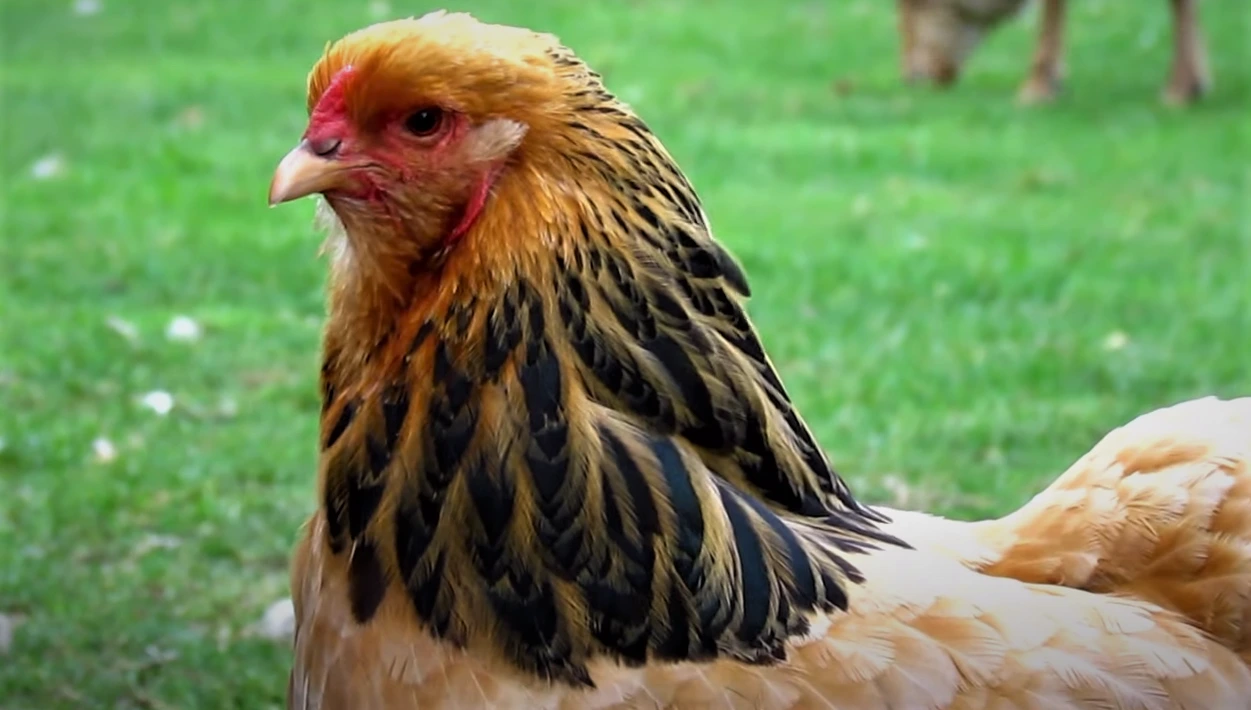 Brahma Chicken Breed
