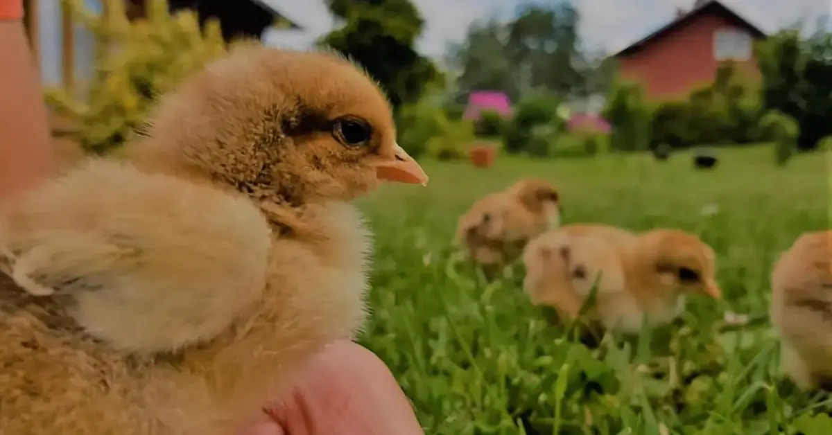 Partridge Brahma Chicken chicks