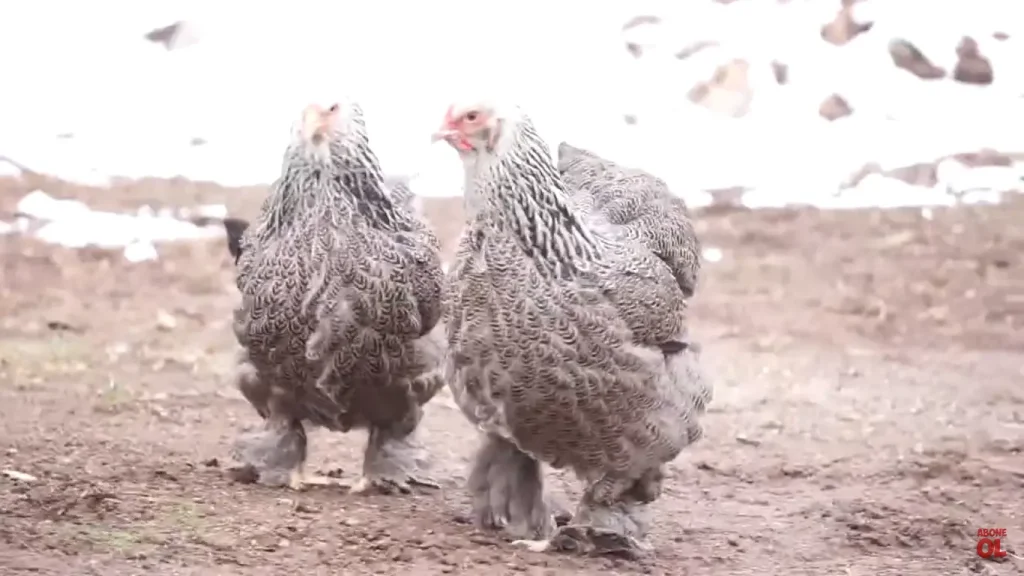 Brahma Chicken: A Comprehensive Guide for Poultry Enthusiasts