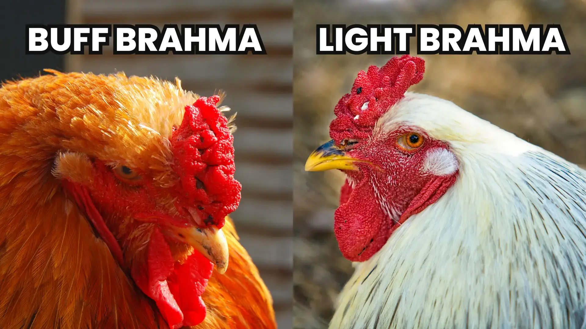 Buff Brahma Chicken with the Excessive Multi-colored Plumage that