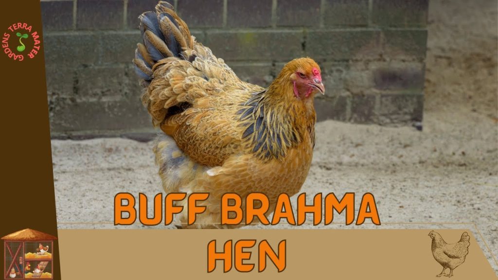 buff brahma hen weight