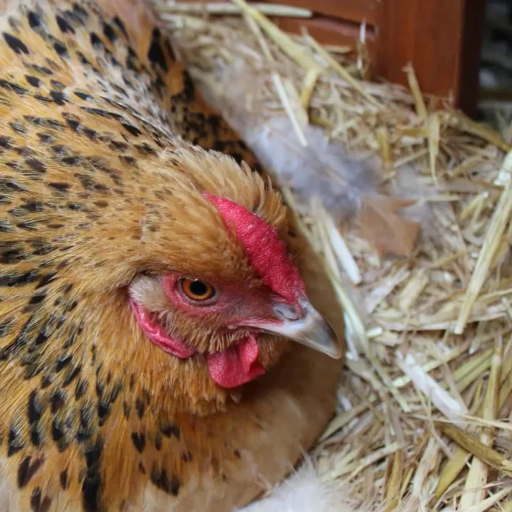 buff brahma hen