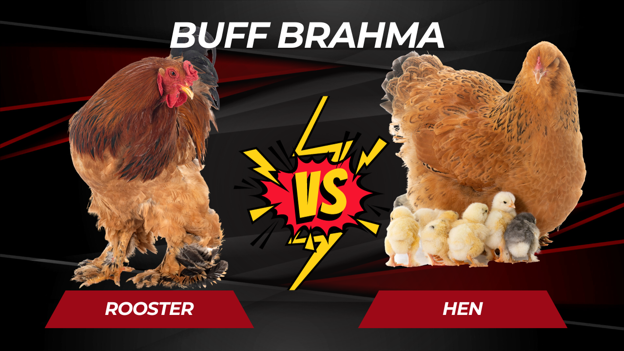 Buff Laced Brahma, rooster., Any unauthorized use of my pho…
