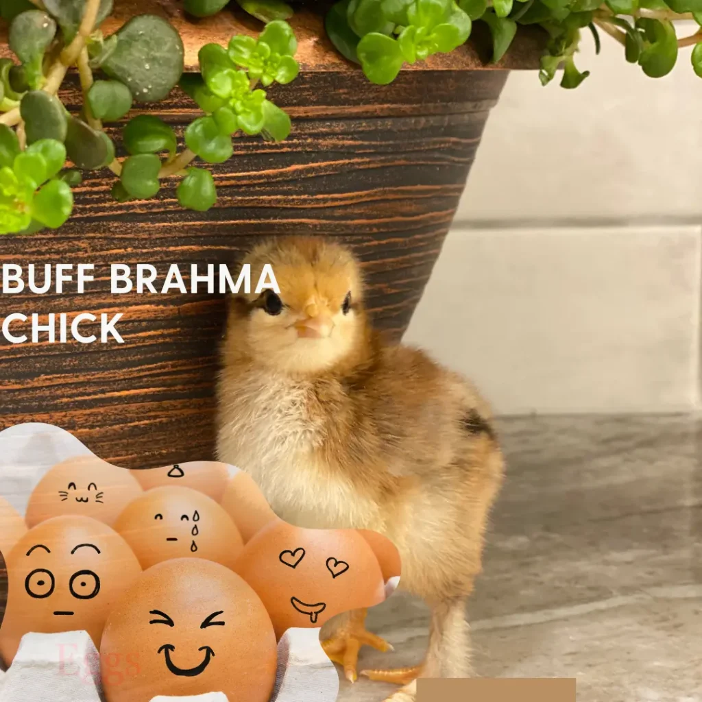 buff brahma chick