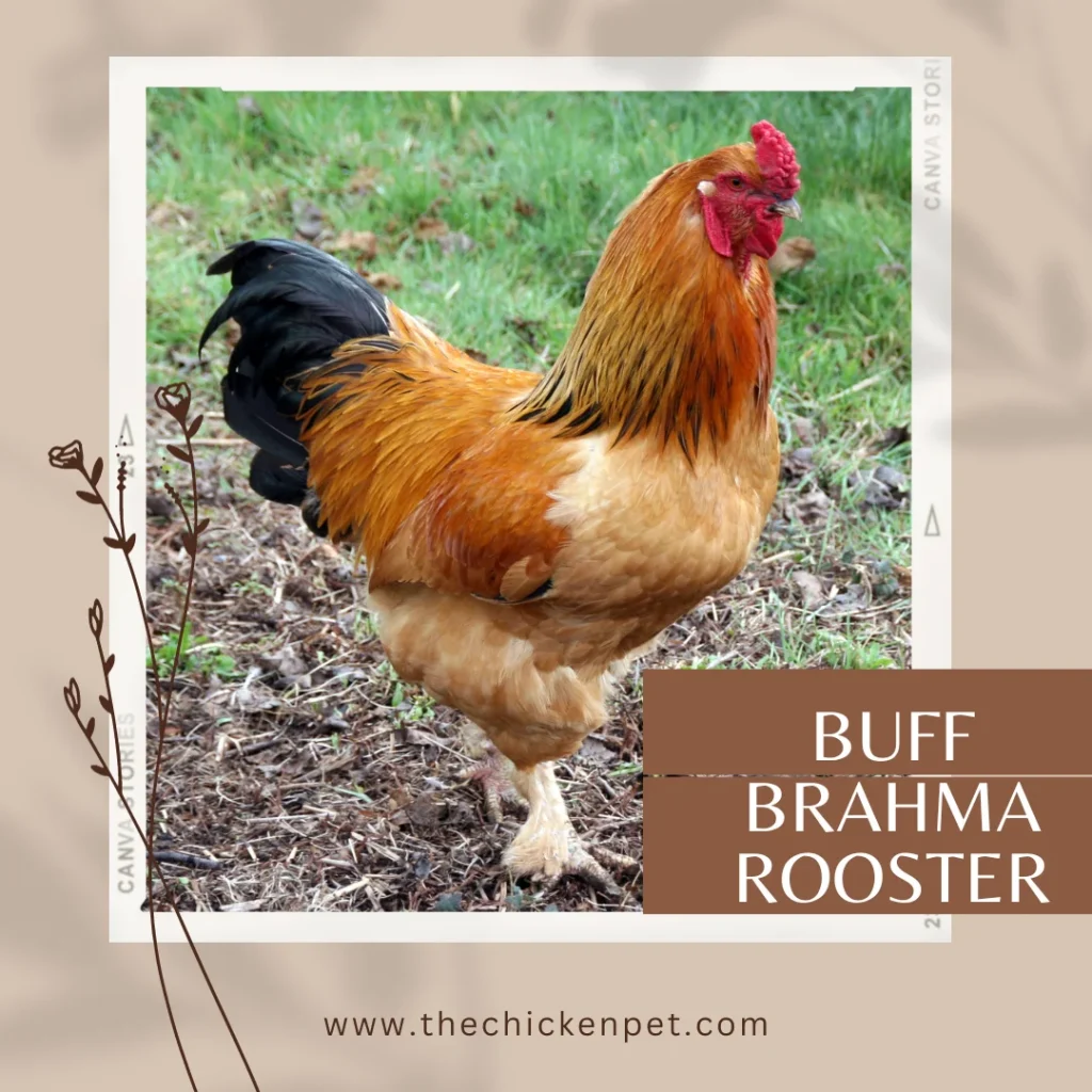 buff brahma rooster