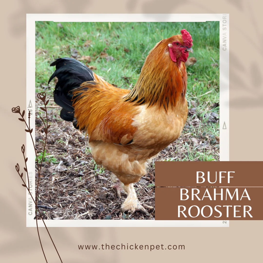 buff brahma rooster