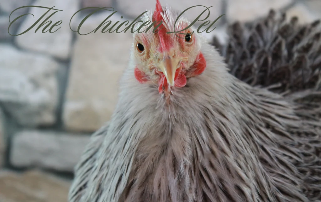 BRAHMA CHICKEN - VERY RARE COLOR COMBINATION IN BRAHMA YOUNG HEN-AGROKOTA.GR  
