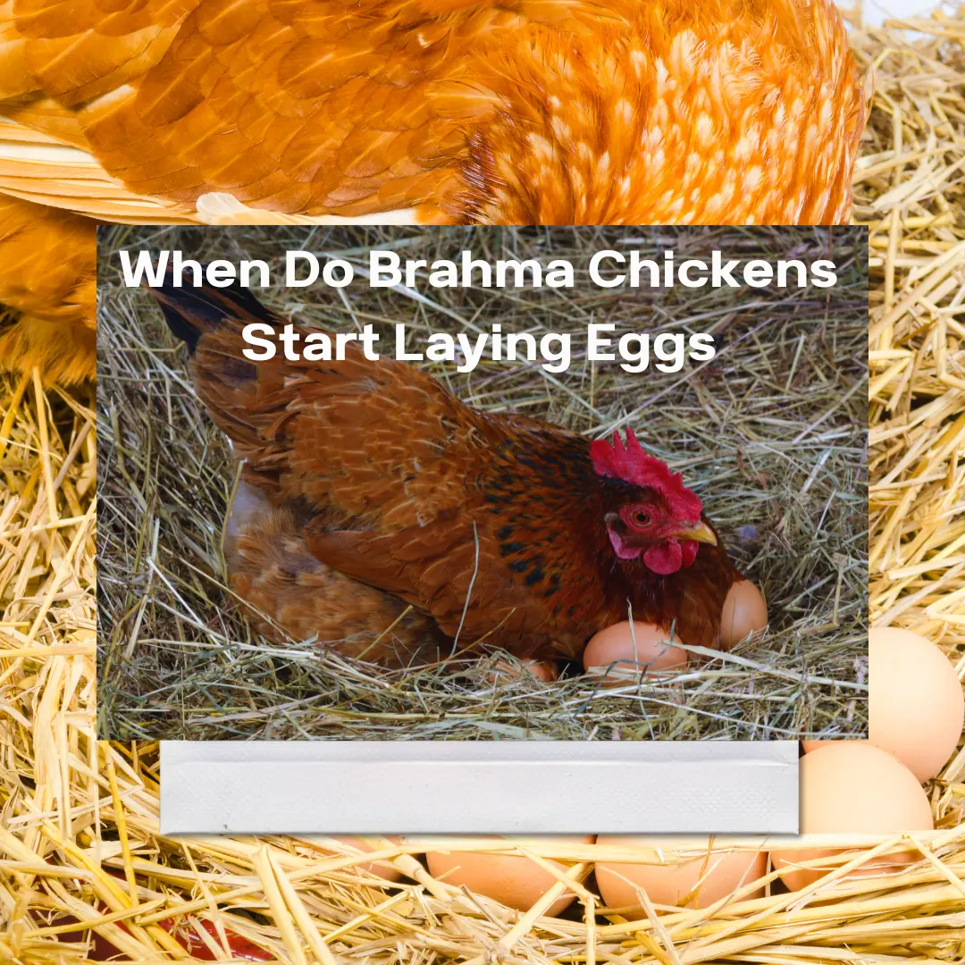 Brahma Chicken: Appearance, Eggs, Size and Raising Tips