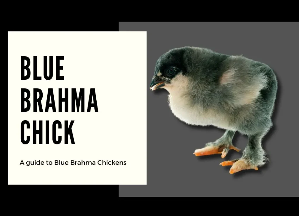 blue brahma chicks for sale