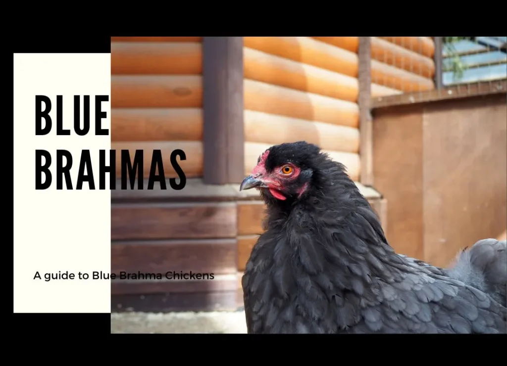 Brahma Chickens: Meet the Friendly, Giant Chicken Breed