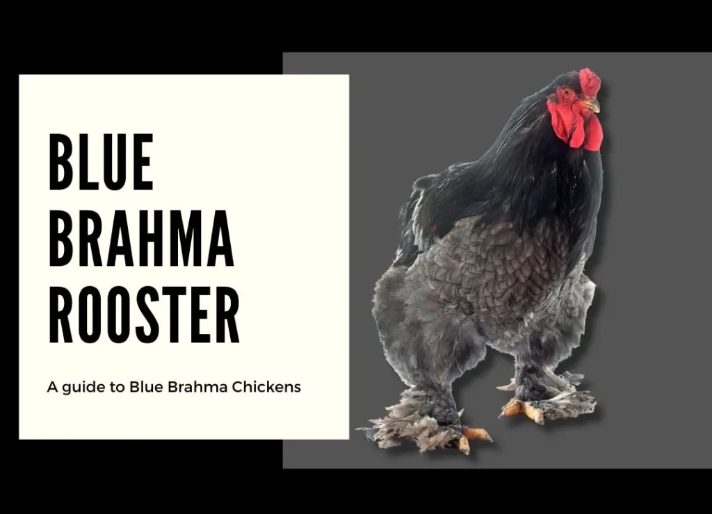 blue brahma rooster 1