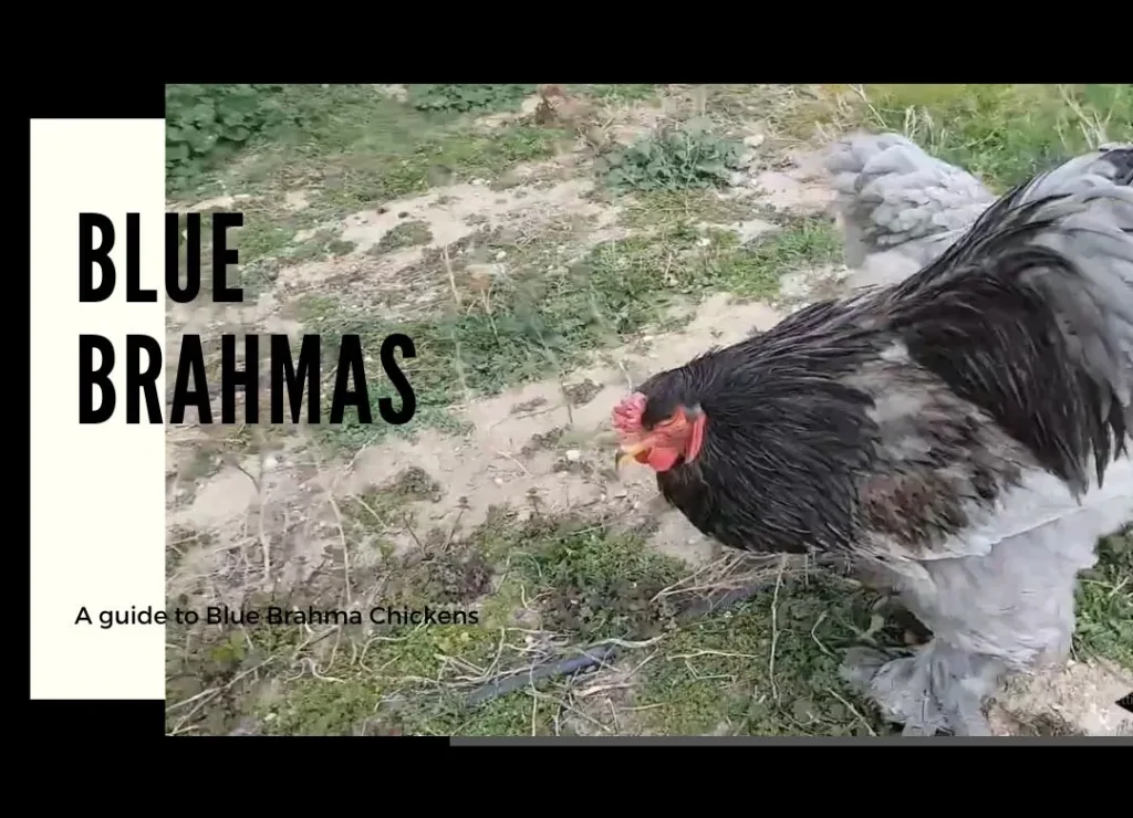Blue Brahma Chickens  Ultimate Guide To Brahmas, Chick, Feather