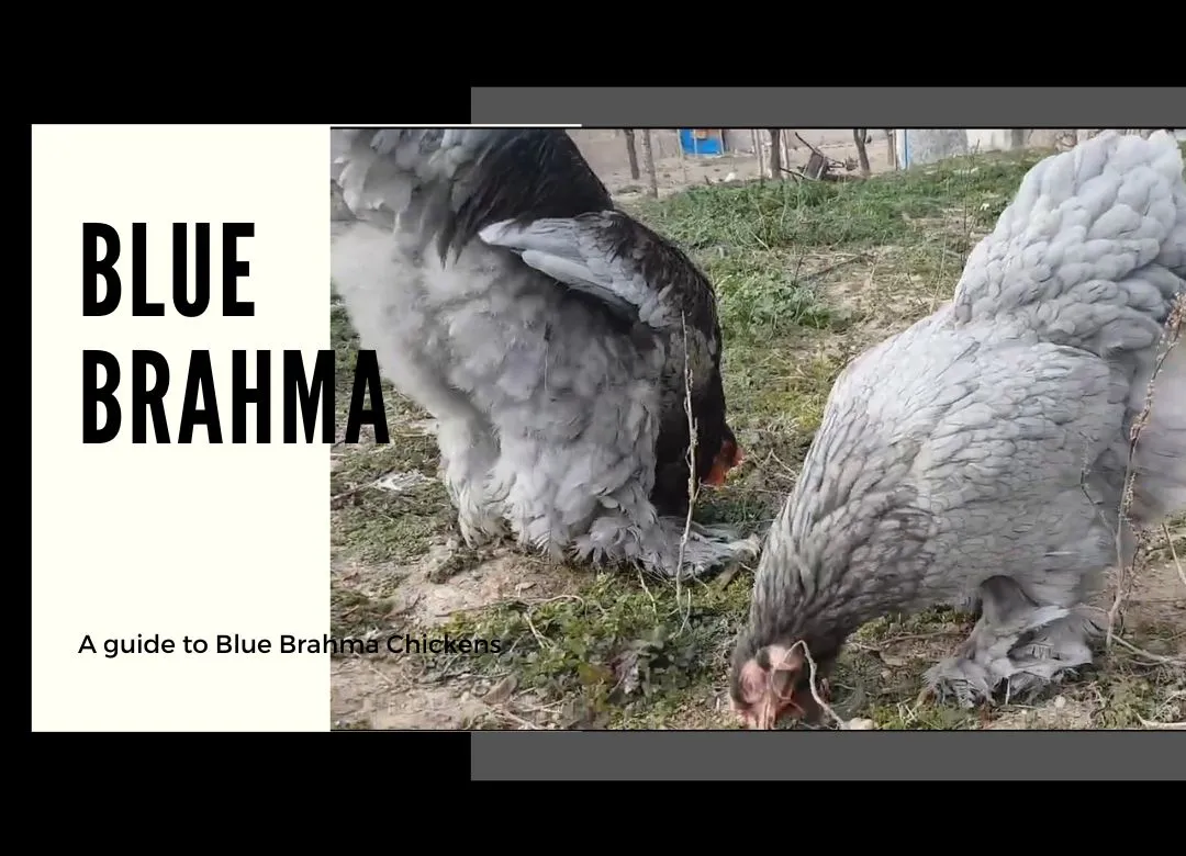 How Big Do Brahma Chickens Get? [Average Size Guide]