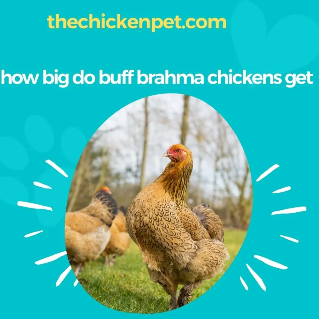 How Big Do Buff Brahma Chickens Get? From Tiny Chicks To Majestic
