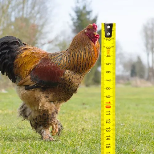 https://img.thechickenpet.com/uploads/2023/11/why-are-brahma-chickens-so-big.webp