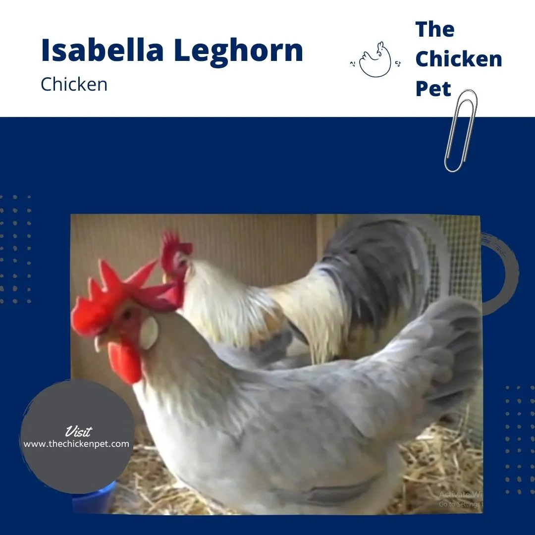 Issabella Brahma  Beautiful chickens, Chicken breeds, Chickens backyard