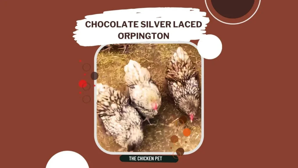 chocolate silver laced orpington chickens
