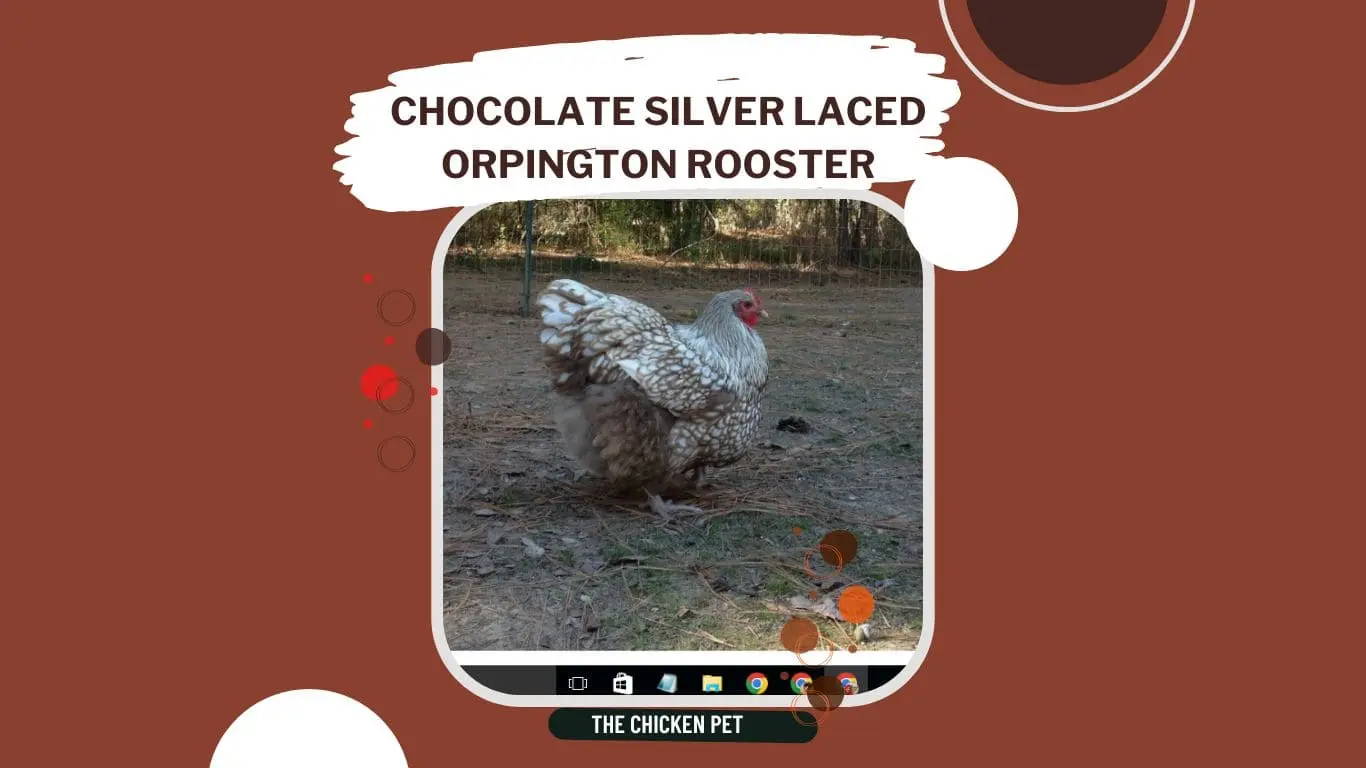 chocolate silver laced orpington rooster