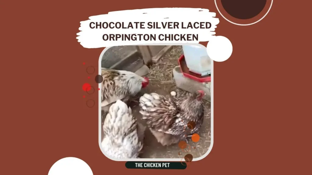 chocolate silver laced orpington chicken