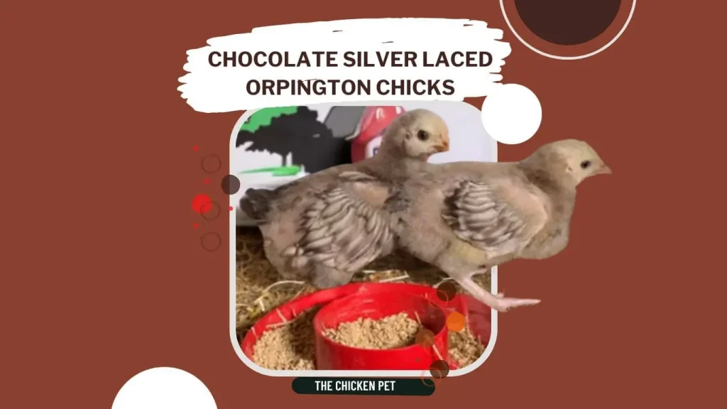 chocolate silver laced orpington chicks
