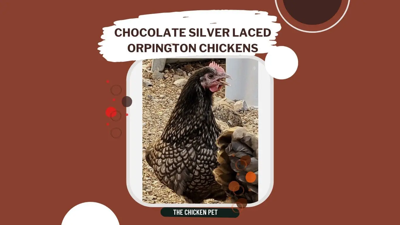 chocolate silver laced orpington chicks for sale