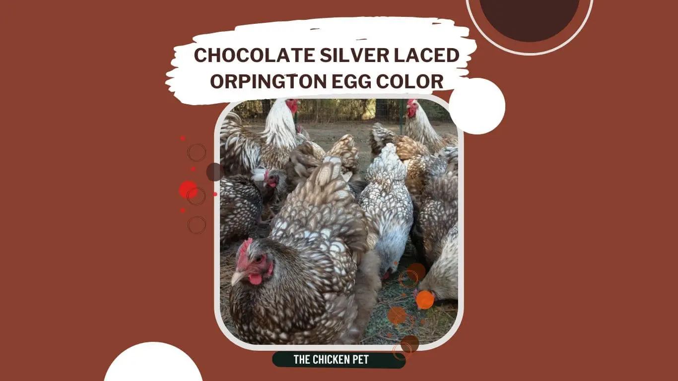 chocolate silver laced orpington egg color