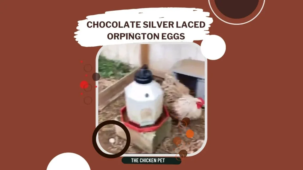 chocolate silver laced orpington eggs