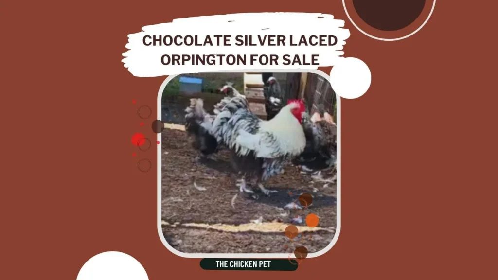 chocolate silver laced orpington