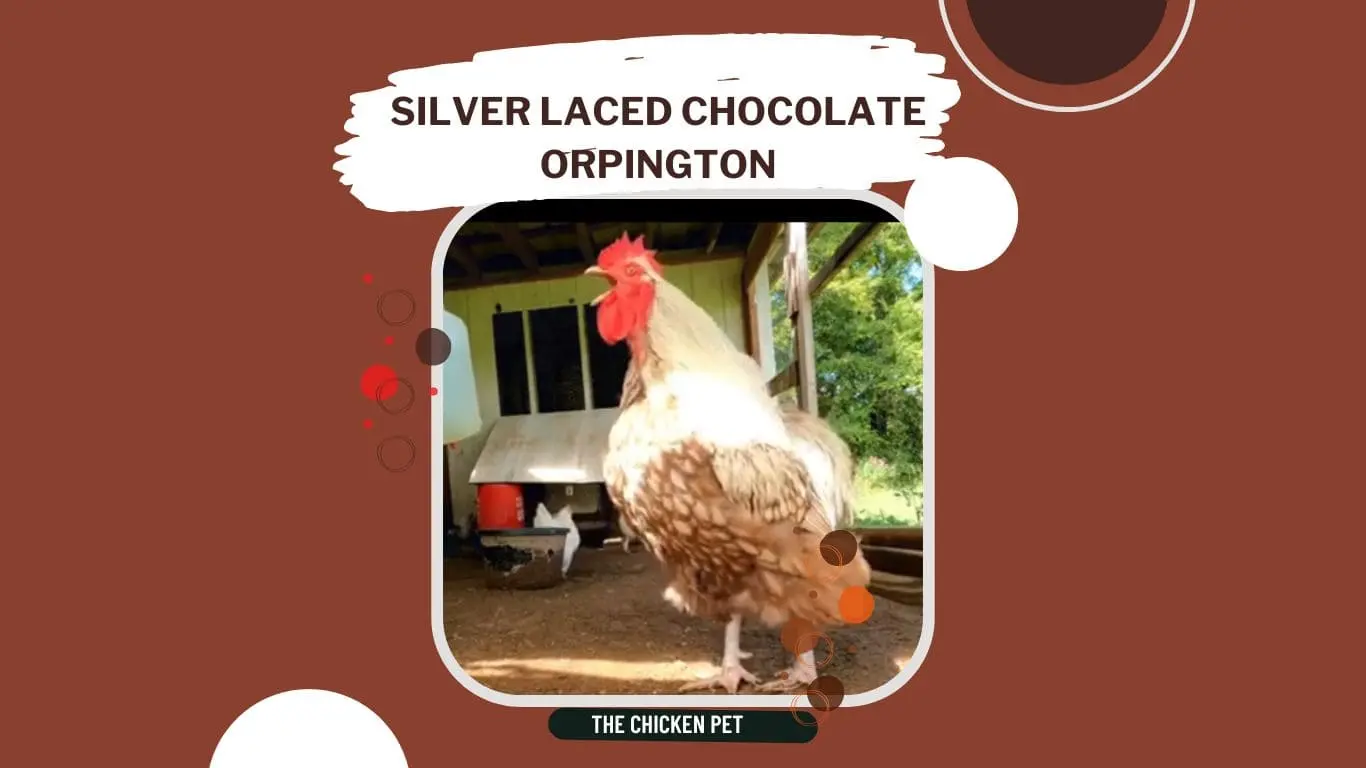 chocolate silver laced orpington